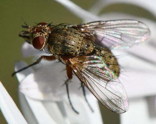 Réf. 310 824 : Siphona geniculata
